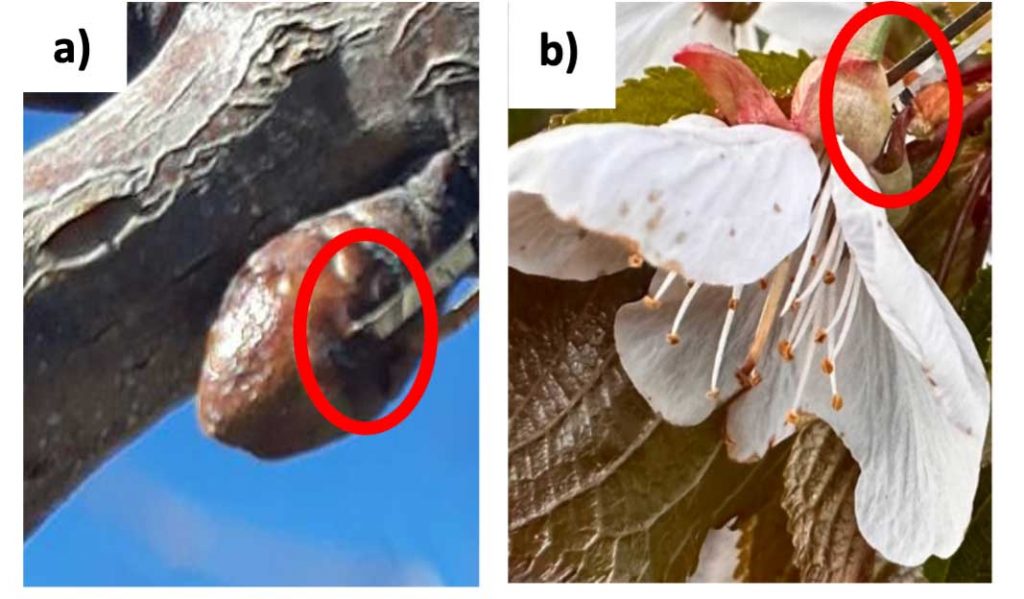 two pictures - a bud without a flower and a bud with a flower. Thermocouples are circled.