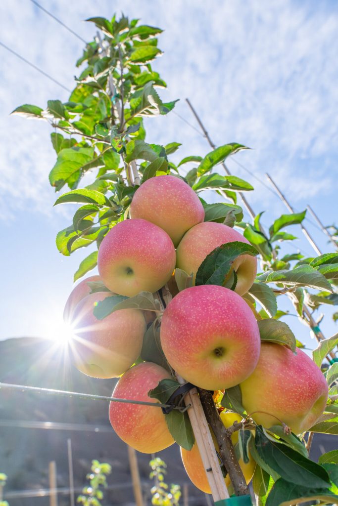 'apples in branch'