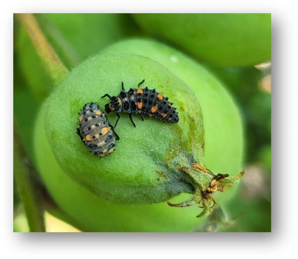 Lady beetle larvae on an immature apple fruit,