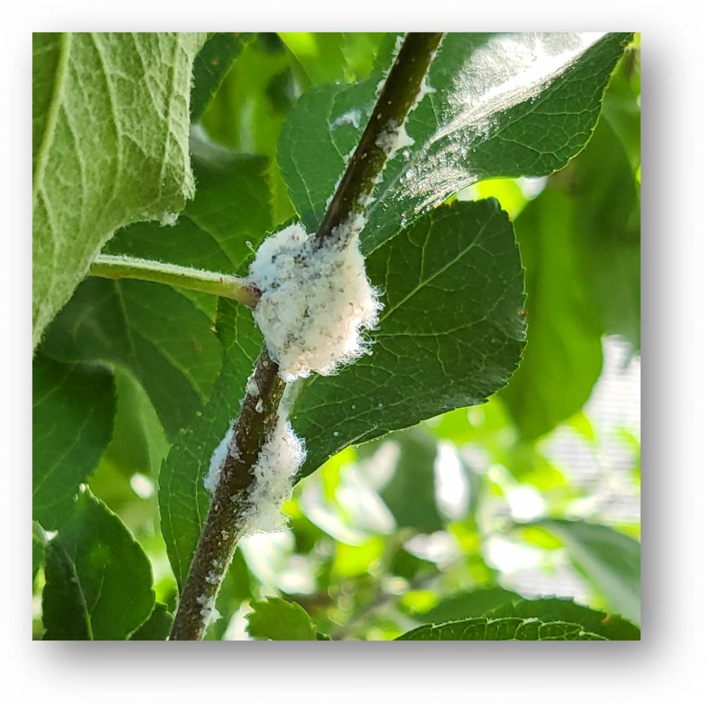 Image of woolly apple aphid white fuzzy wax secretions on a branch