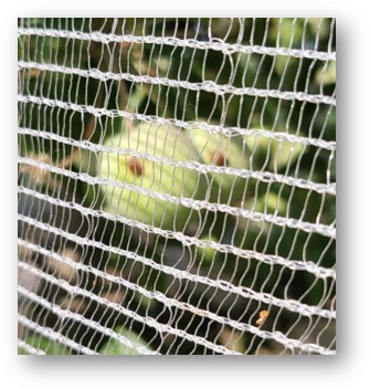 Image of apples with codling moth damage