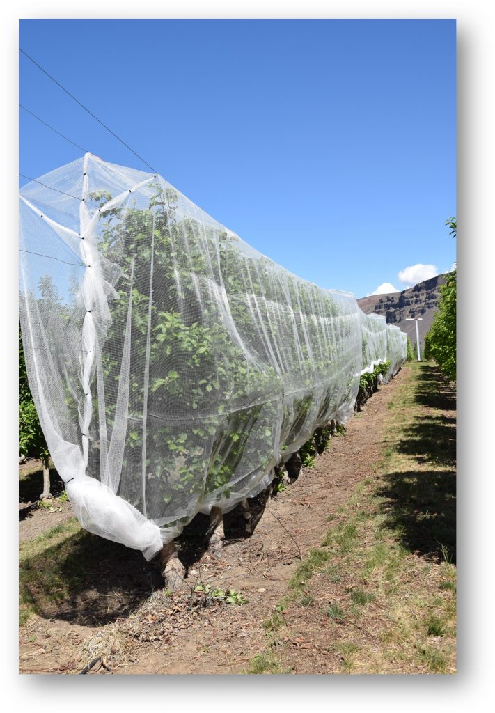 Tree row with a net over the trees