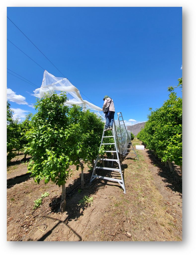 Image of tree row with net hung over trees, but not yet installed around the tree.