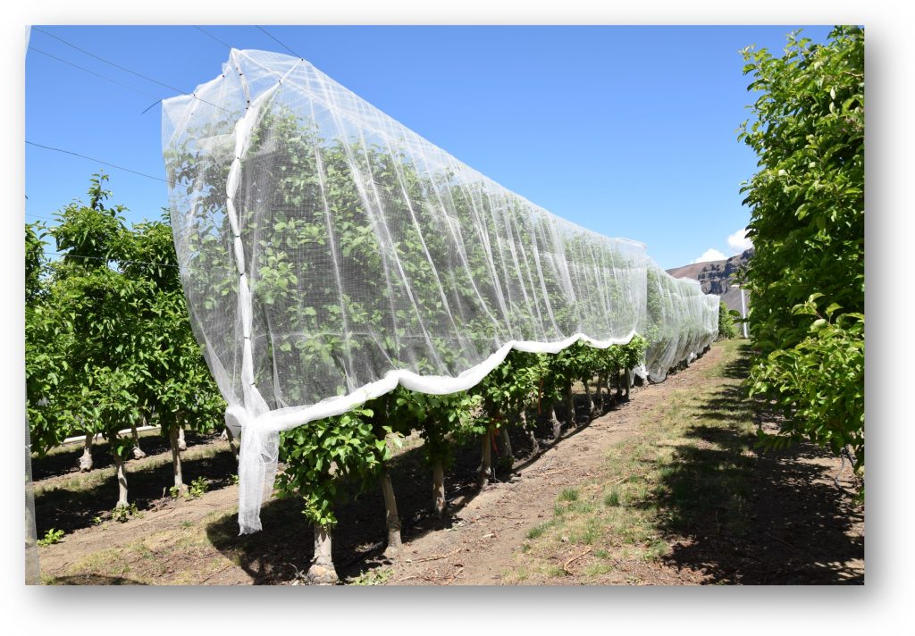 Tree row with a net over the trees