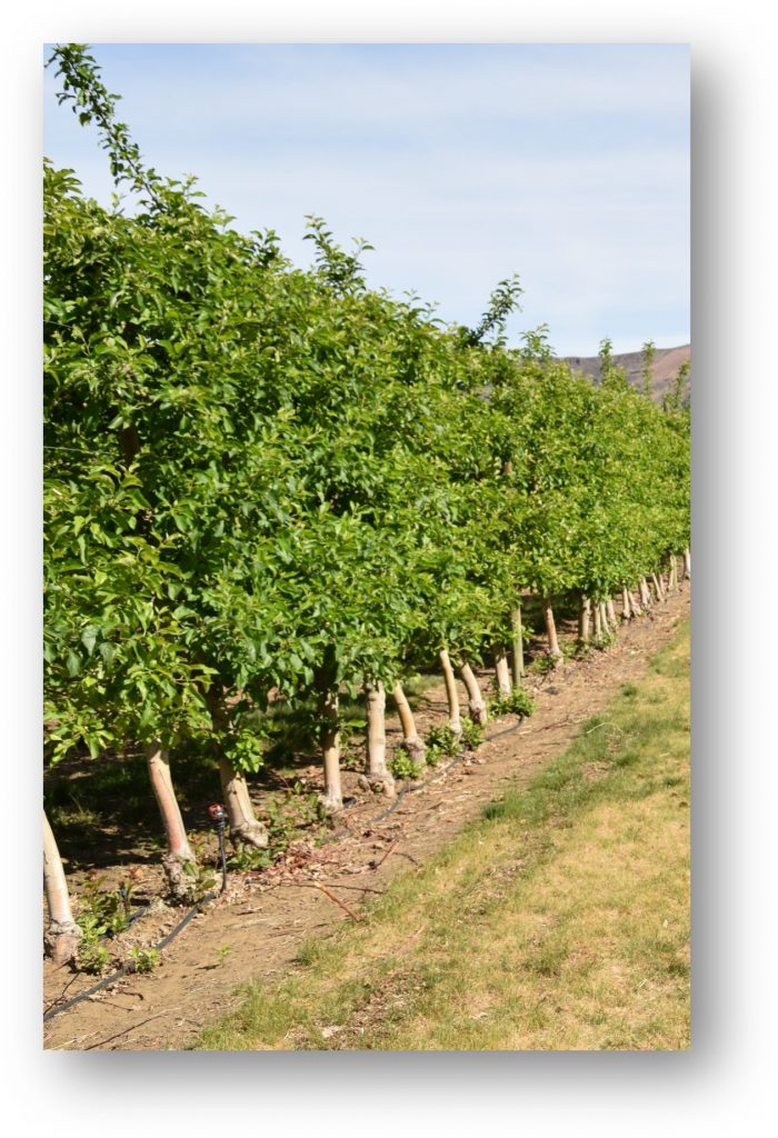 Tree row with no net