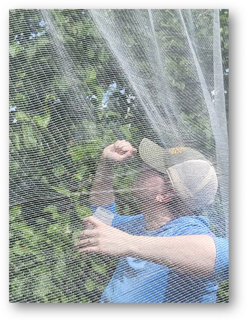Scientist inside of tree row netting releasing predators from a vial.
