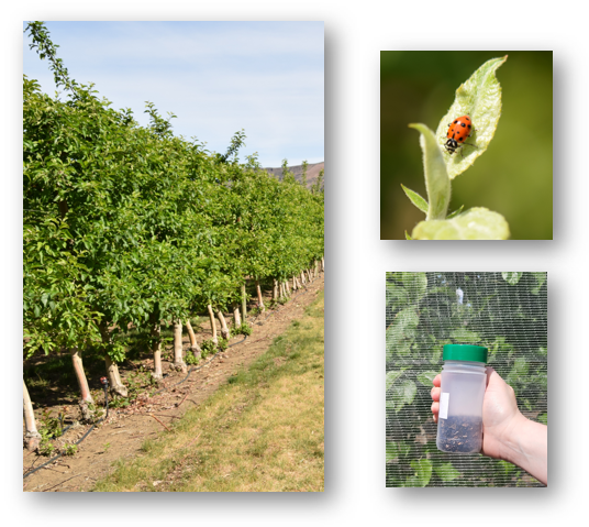 Three images: first, of a tree row with no netting, second of a ladybird beetle on a leaf, third of a vial full of predatory insects.