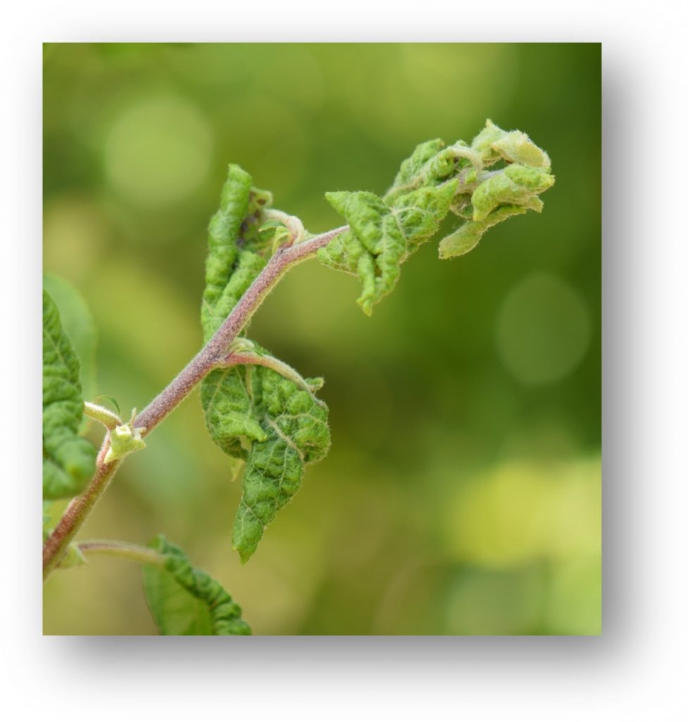New growth on a shoot with warped leaves