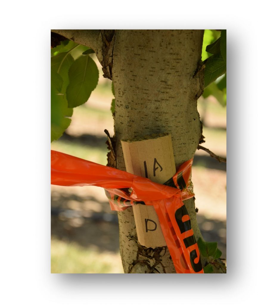 Image of carboard rolled into a tube and tied to a tree - this is a common earwig trap.