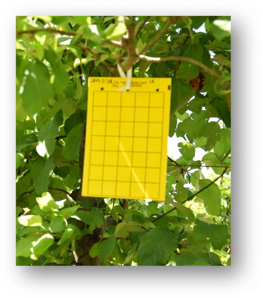 Image of a yellow sticky trap hanging in a tree.