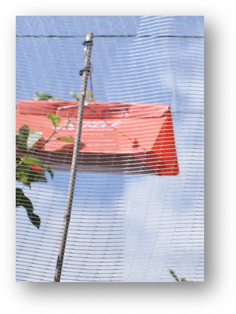 Image of an orange tent trap for codling moth adults
