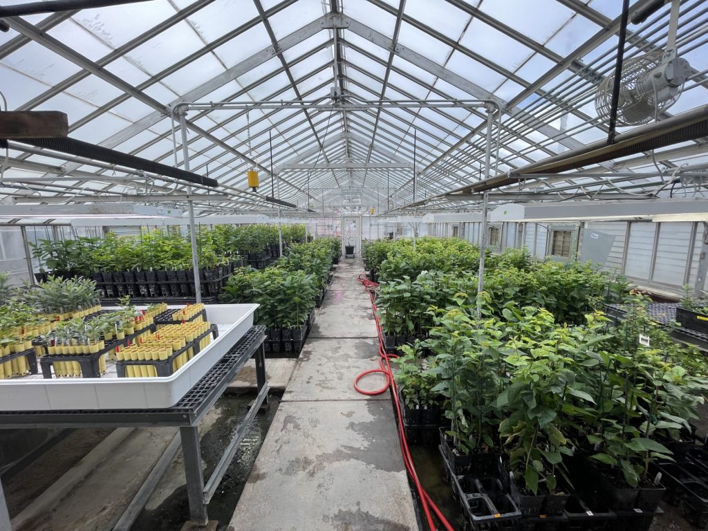 Photo of greenhouse full of cherry saplings