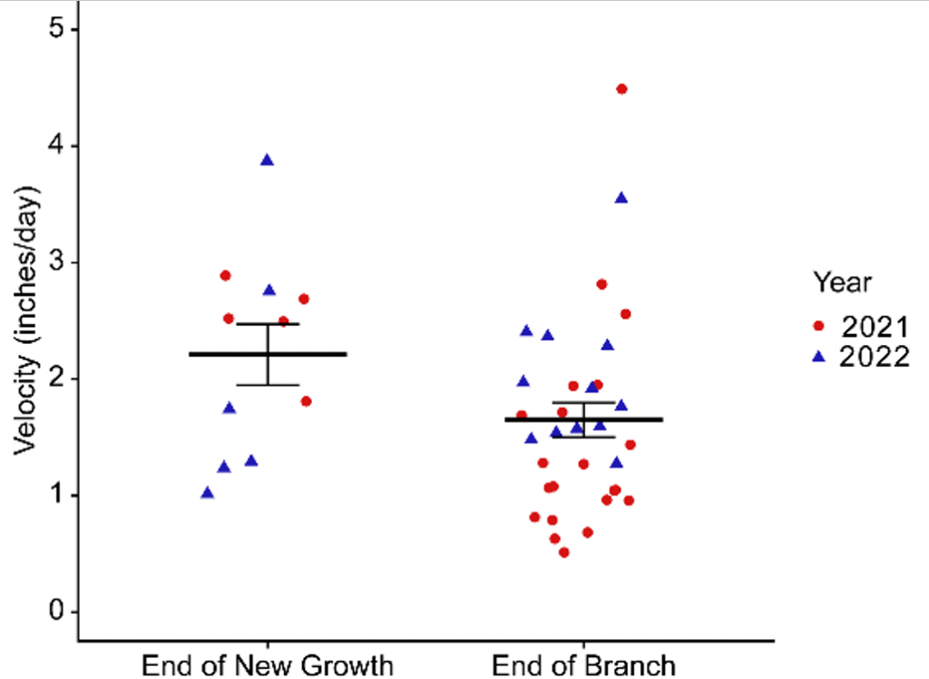 scatter plot showing the velocity (inches per day) or shoot blight movement at the end of new growth and at the end of a branch.
