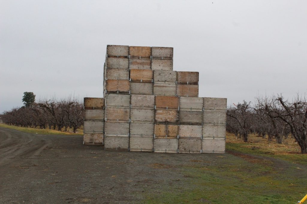 Photo of bins piled 8 high next to an orchard