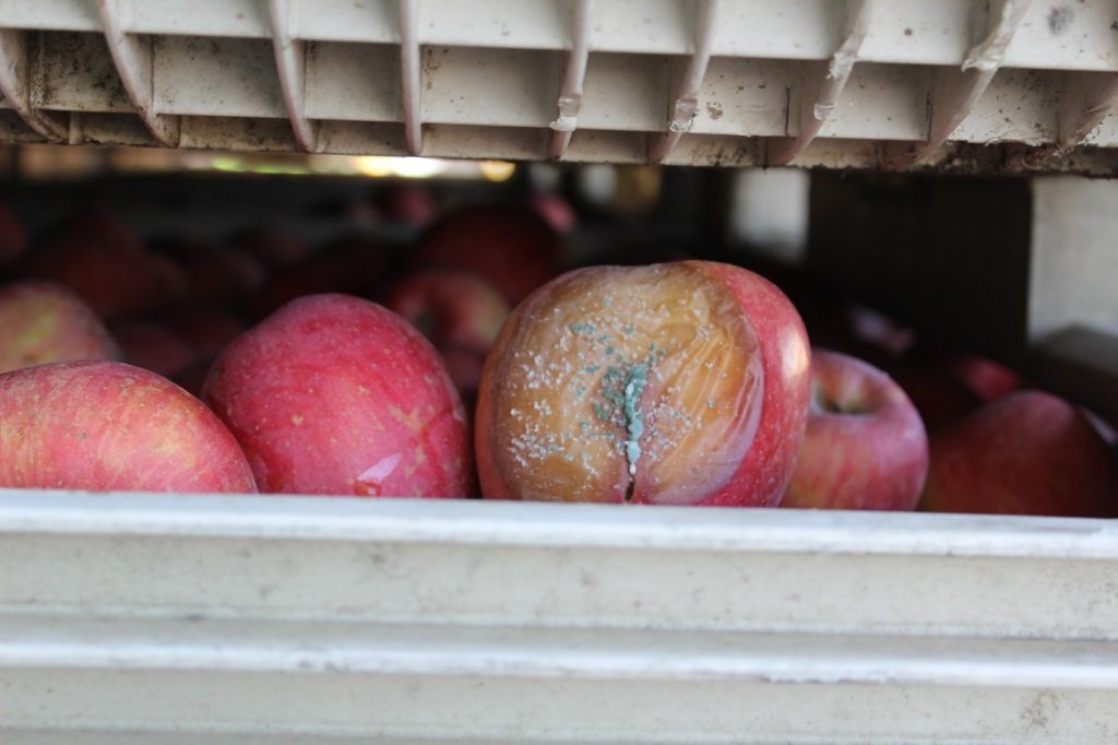 Photo of a moldy apple in a bin.