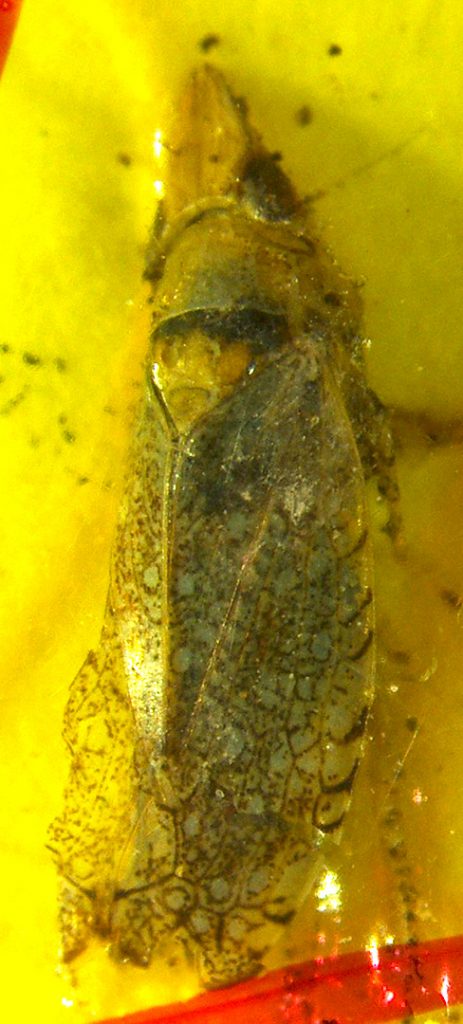 Photo of a Scaphytopius acutus on a yellow sticky trap