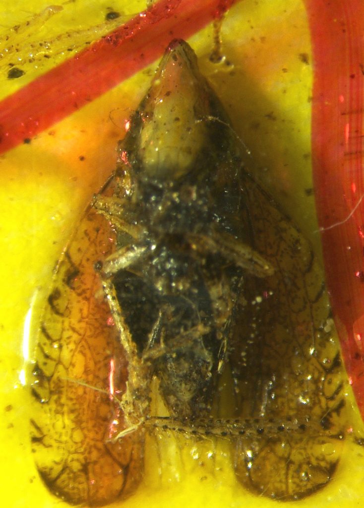 Photo of Scaphytopius acutus on a yellow sticky trap