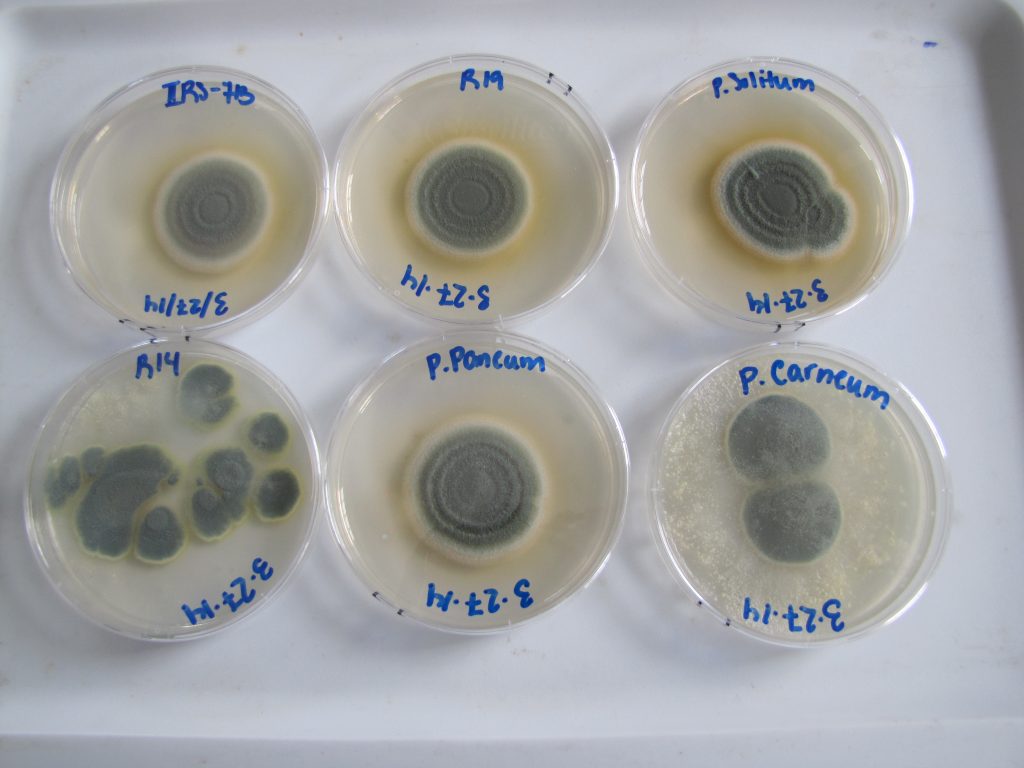 Photo of cultures of Penicillium on petri dishes.