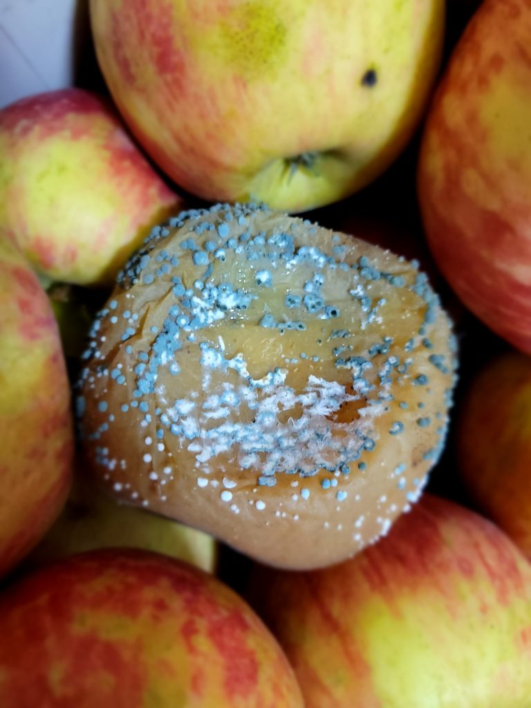 Photo of a decaying apple with blue mold.