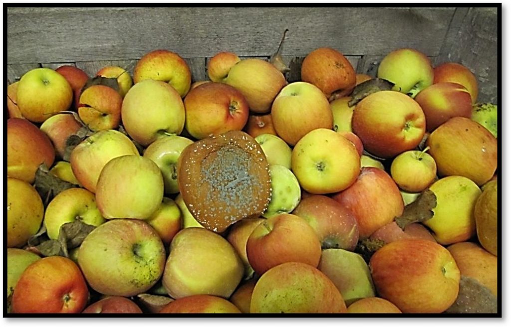 Photo of a moldy decaying apple in a wooden bin.