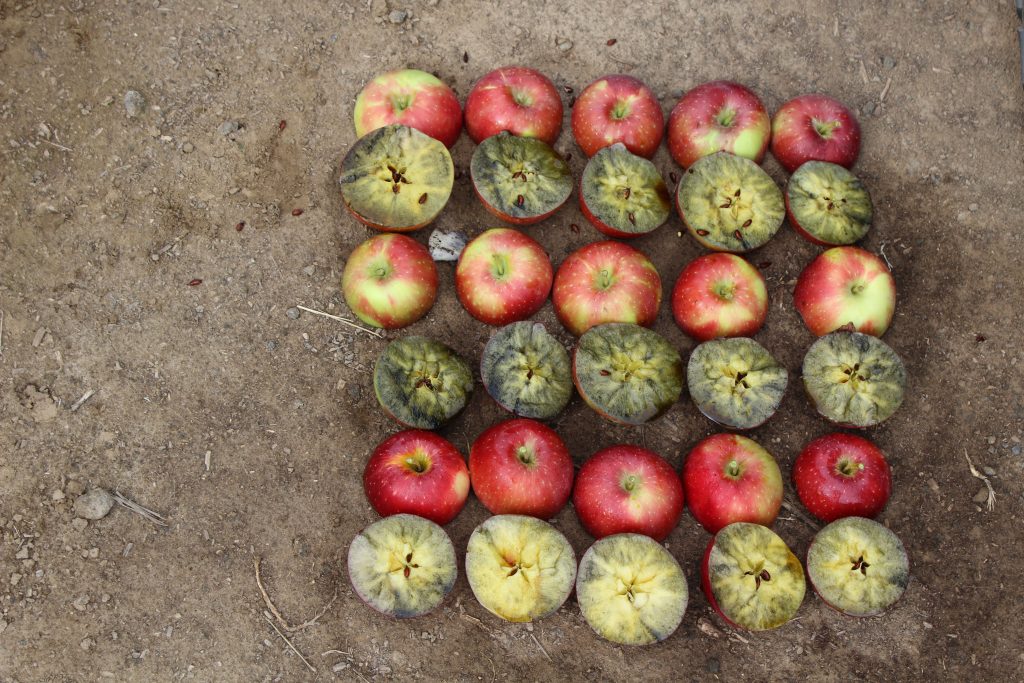 Photo of apples cut in half and stained with iodine at various stages of ripeness.