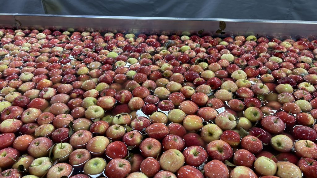Photo of rotten apple floating in dump tank
