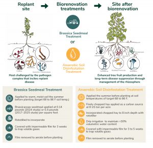 Figure 1. Apple replant disease caused by soil borne pathogens and nematodes stunts trees and reduces growth (left). After brassica seed meal or anaerobic treatments (bottom) long term disease suppression enhances tree fruit production (right).