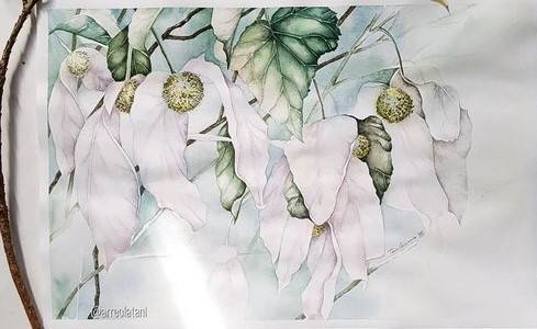 Art for Adults: Botanical Illustration and Watercolour Painting