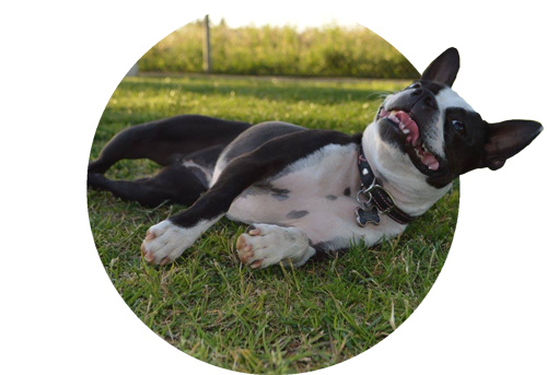 vac_dog_106