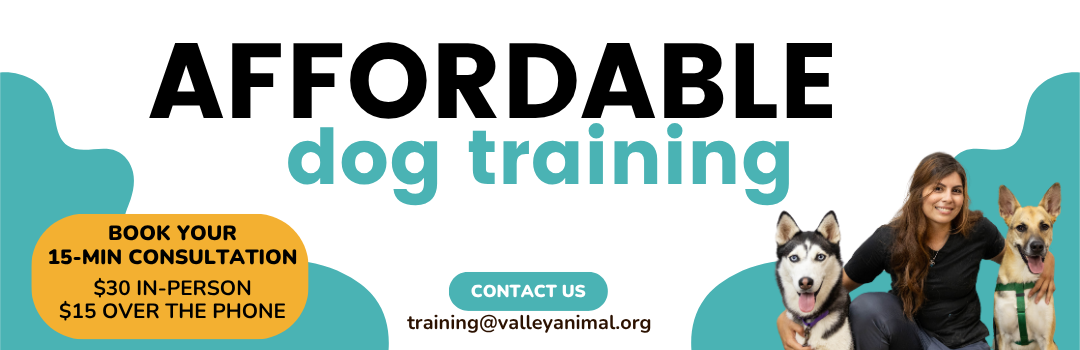 Dog Training is Back