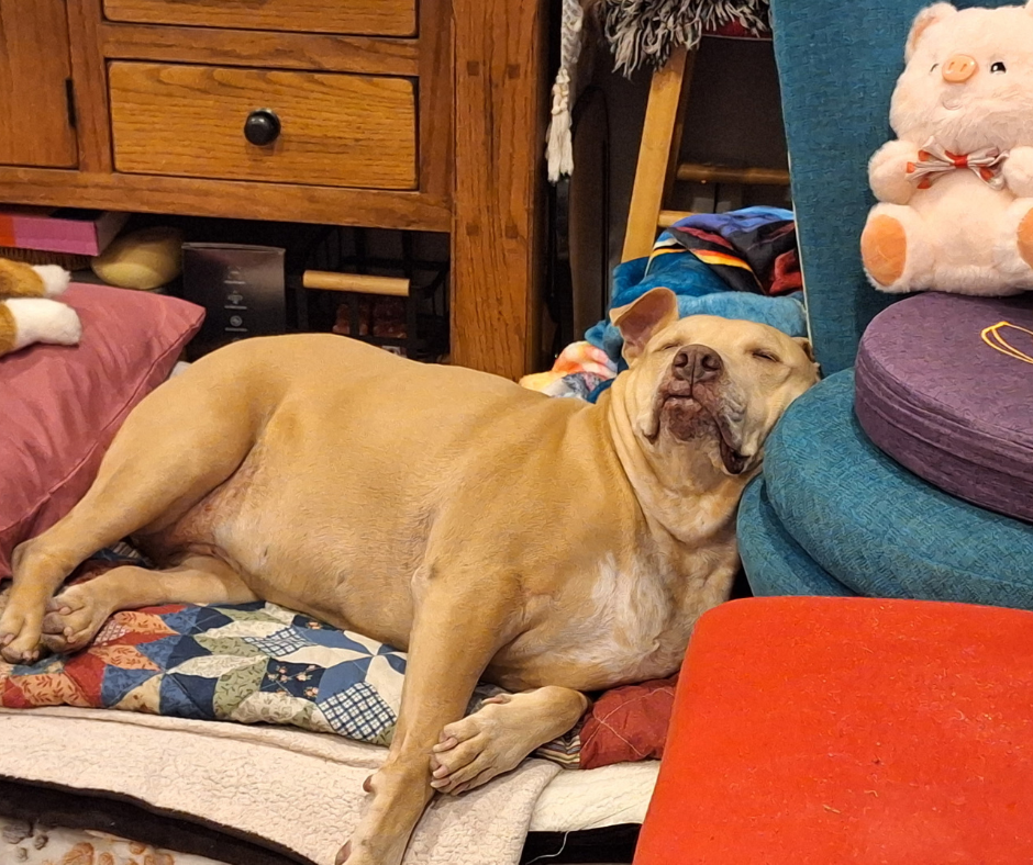 Nala-adoption