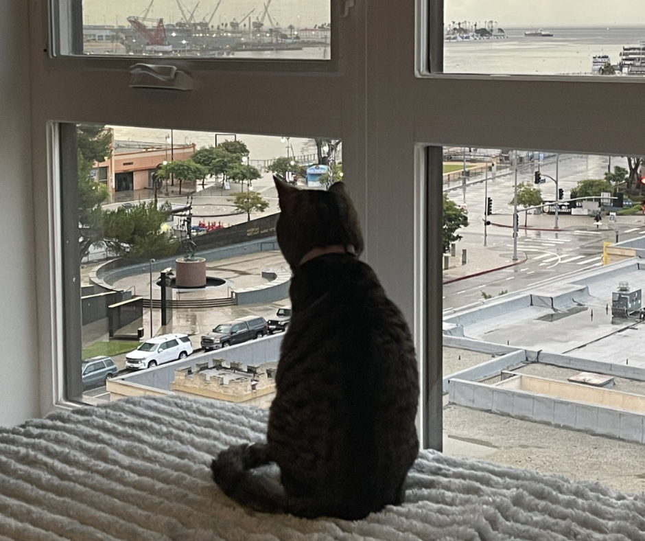 Stacy-adoption