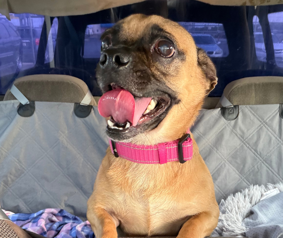 carmen-adoption
