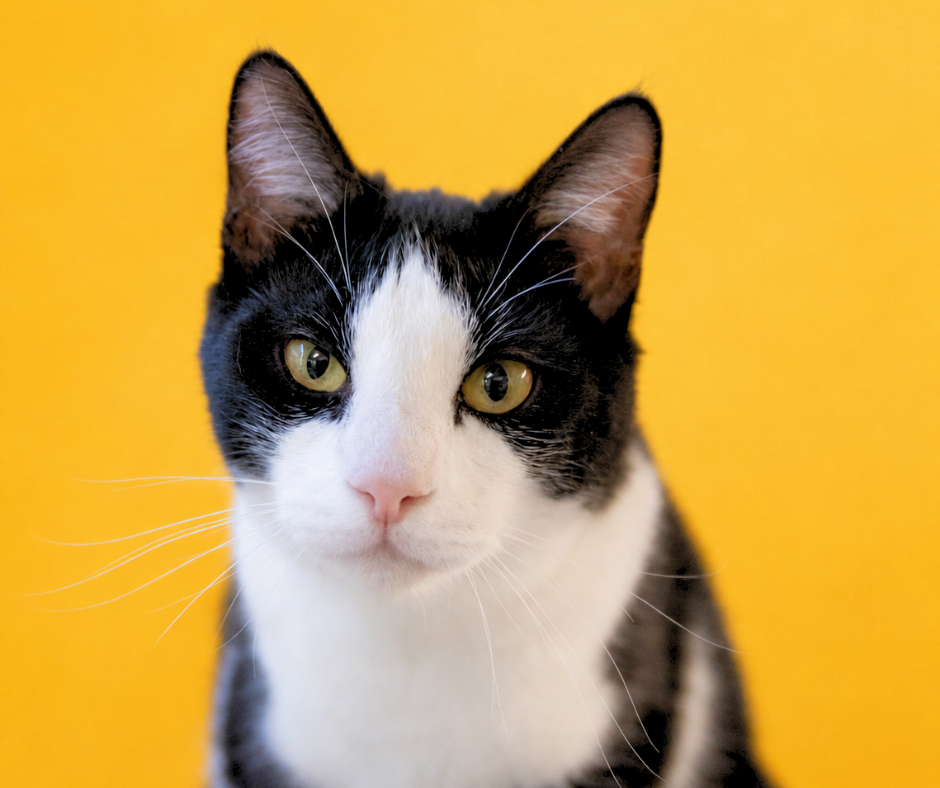 Larry-cat-1