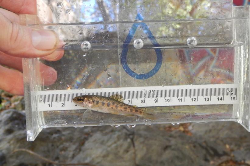 Juvenile steelhead