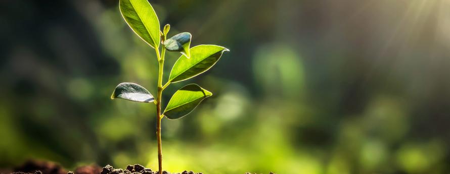 small tree growing with sunshine in garden