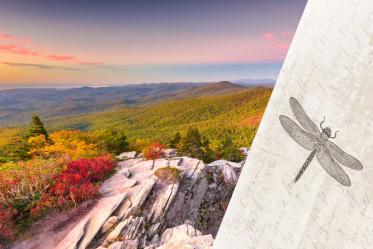pic of North Carolina and dragonfly associated with Outlander books
