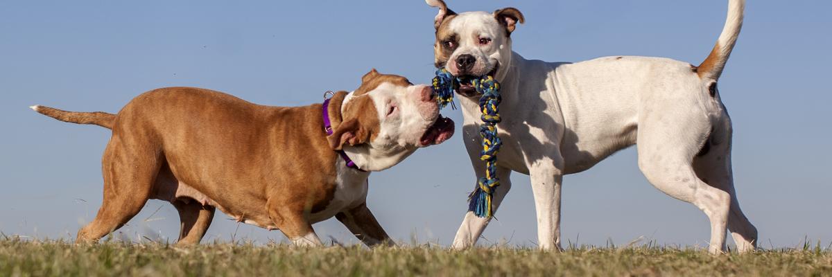 Two dogs playing with a toy