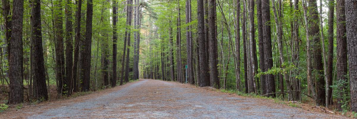 A panoramic view of the Wake County section of the American Tobacco Trail, showing trail surface with trees on both sides