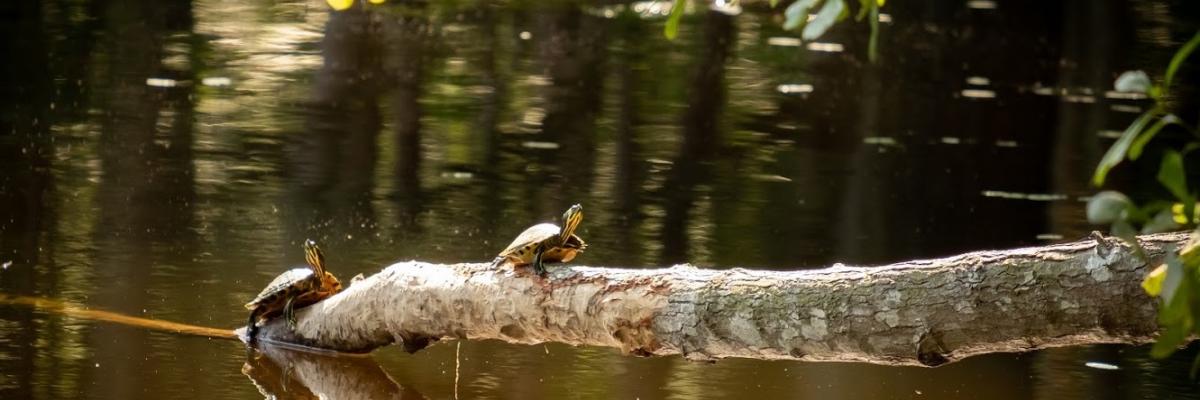 Turtles basking in the sun on a log on top of the park's pond