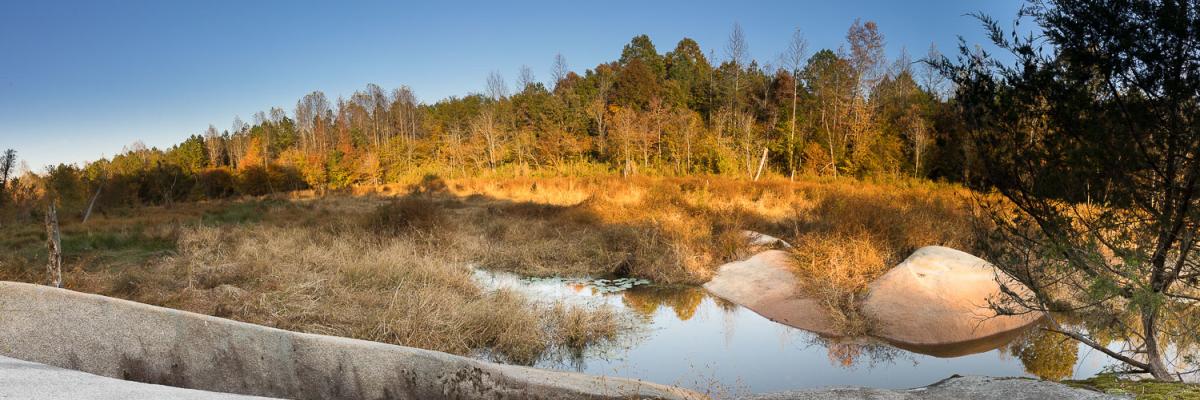 View of Wetland Overlook