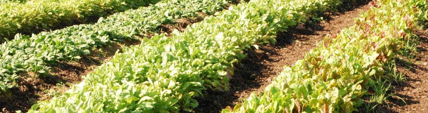 Rows of vegetables in garden.