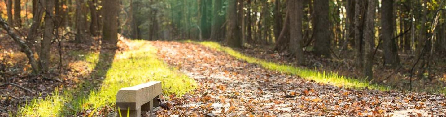 sunny trail through the woods