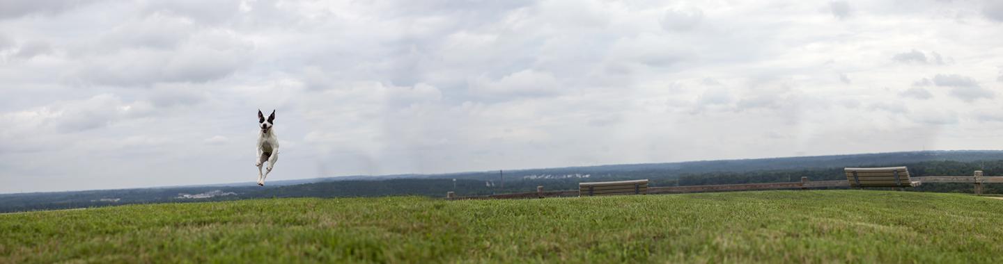 Dog running in field