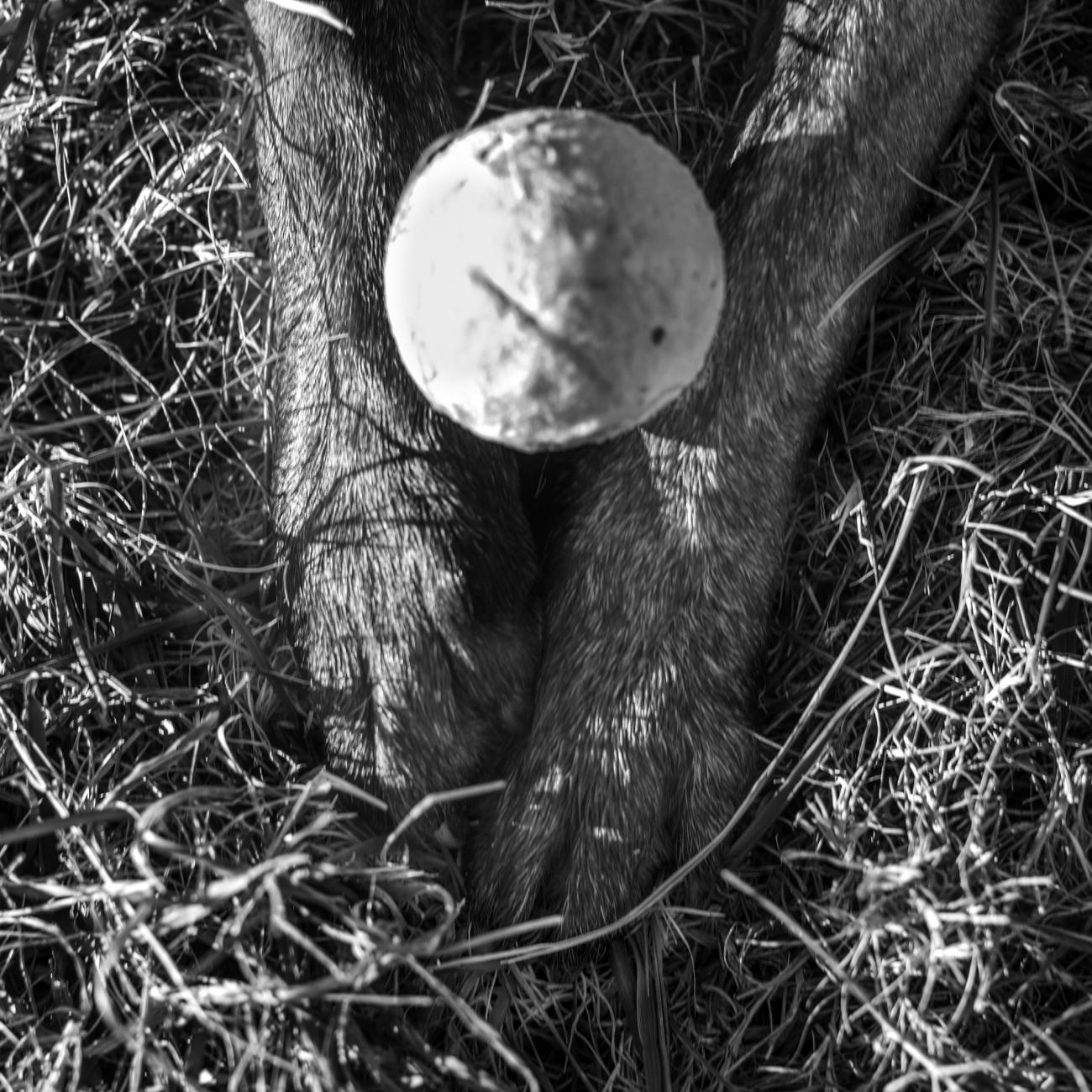 Dog paws with tennis ball
