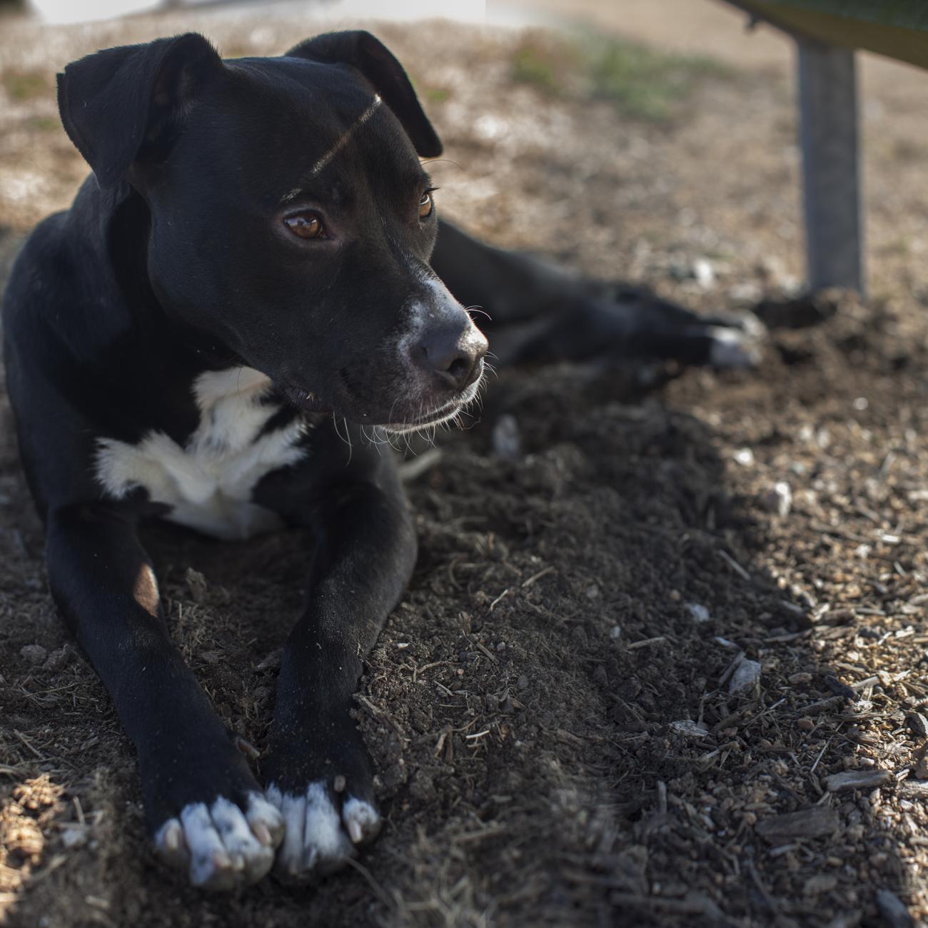 Dog laying in grass