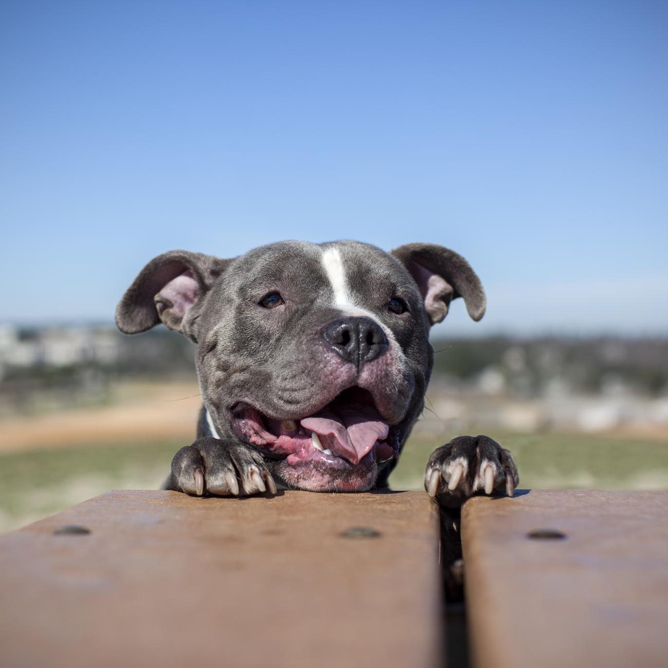 Dog begging at table