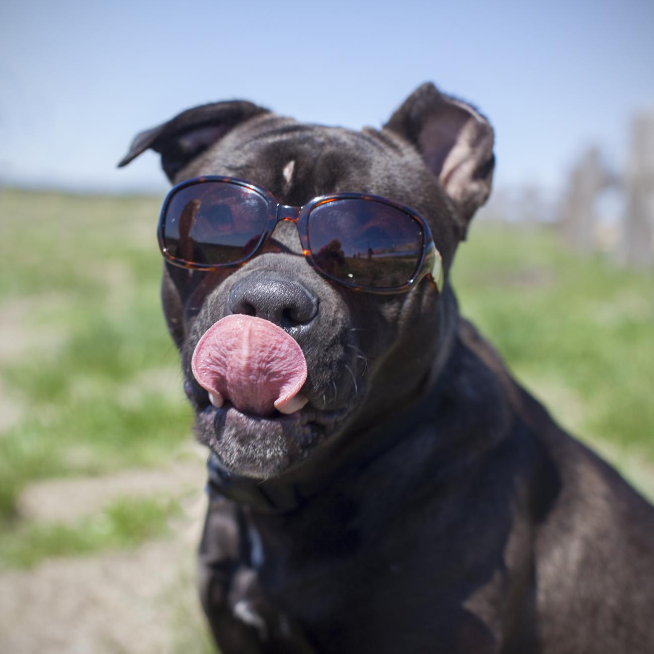 Dog wearing sunglasses