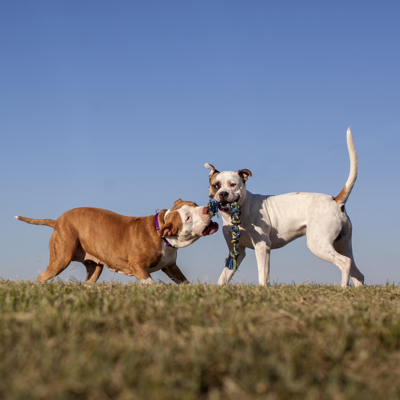 Two dogs playing with a toy