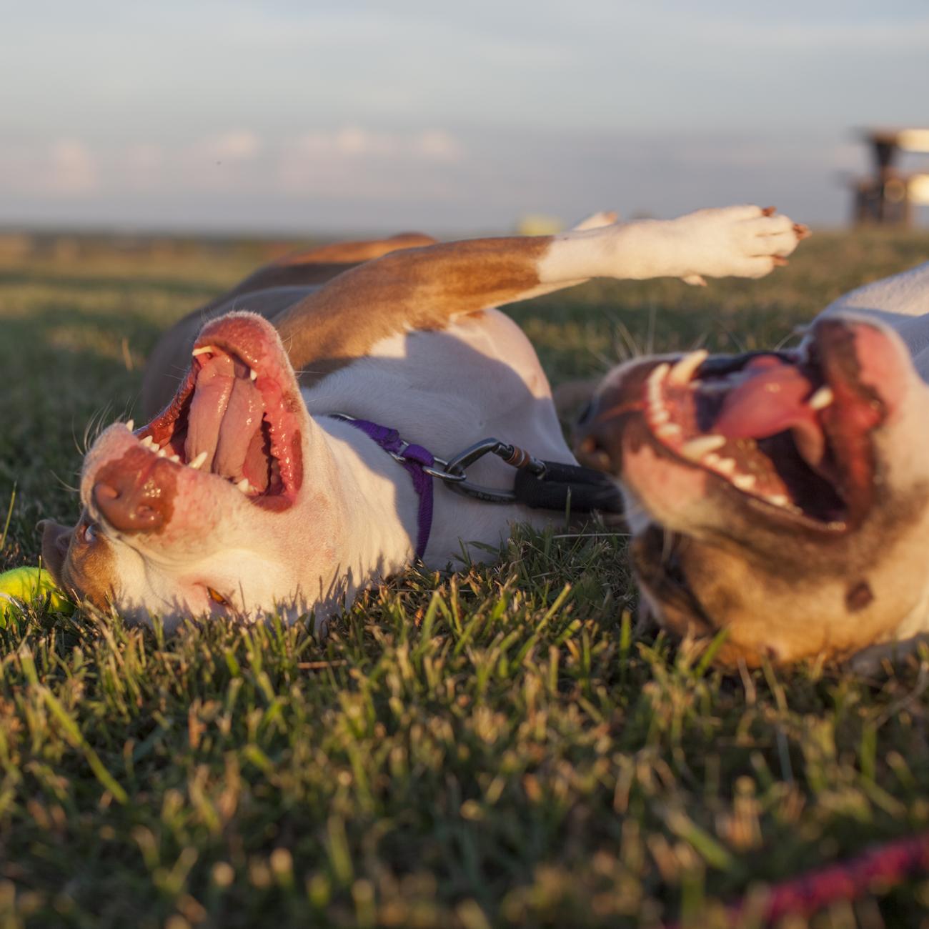 Two dogs laying on their backs in a field